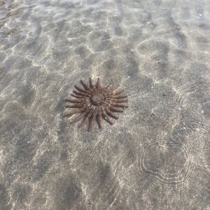 Meet your Posher, Emmi